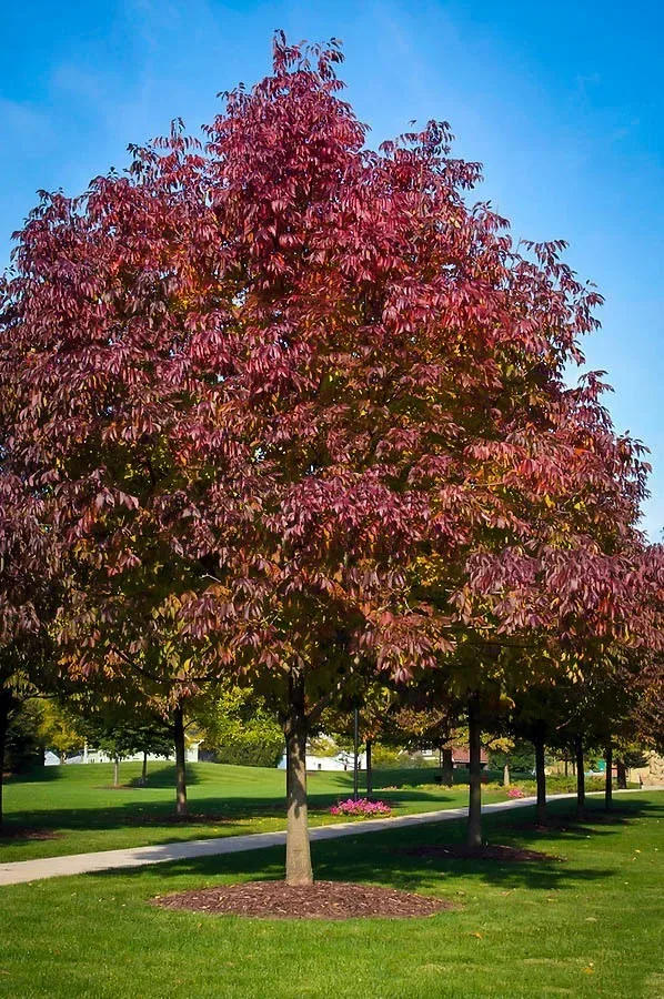 not our Autumn Purple Ash not our Autumn Purple Ash