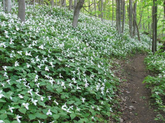 Trilliums everywhere!