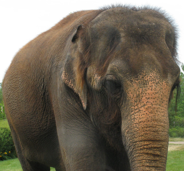 Maggie the Elephant, she is 35 and single! 😉