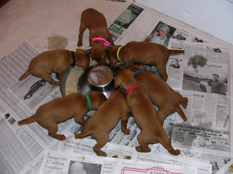 More dogs? More dogs?