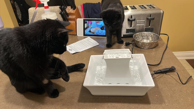 Happy Panther Day Happy Panther Day