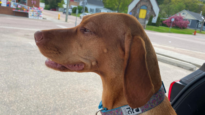 Mystic in Barry's Bay