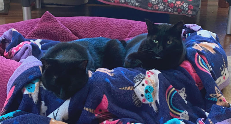 Happy Panther Day Happy Panther Day