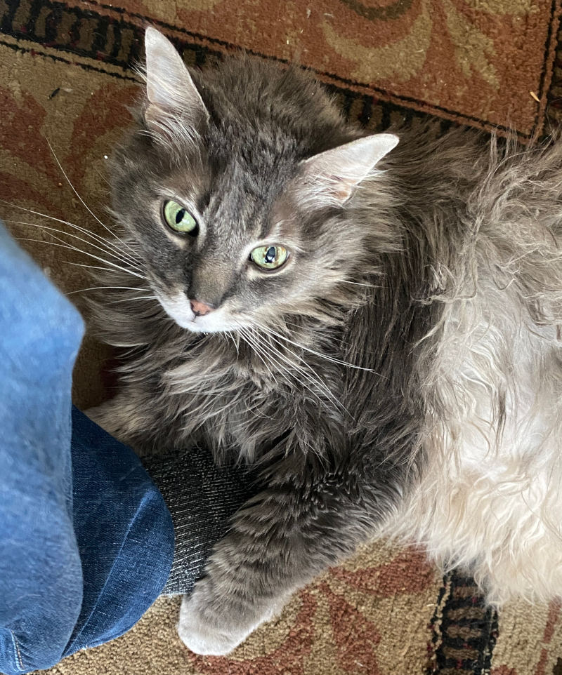 Hello fluffy allergen