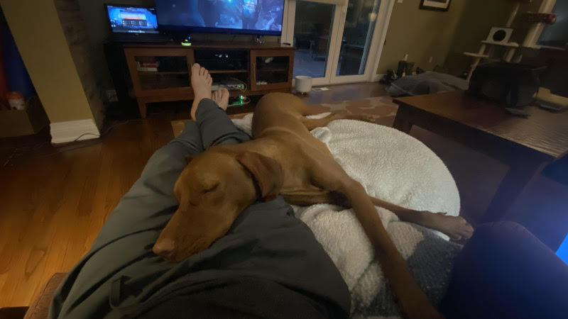 Finally got Beadie to relax when Mommy is out...