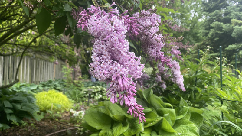 *Sorry!* You can't scratch and sniff!