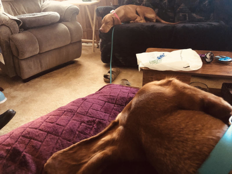 Chilling dogs. Another Summer miracle.